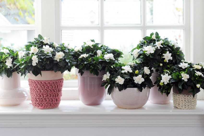 Чем подкармливать комнатные цветы в домашних условиях без химии