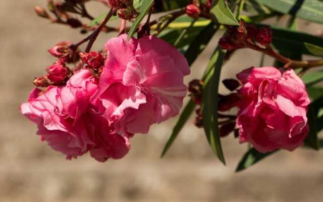 Цветок олеандр в домашних условиях: уход и размножение, фото, виды для квартир