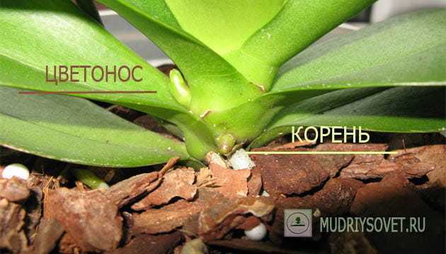 Как омолодить орхидею фаленопсис: можно ли обрезать воздушные корни и видео о том, как обновить растение в домашних условиях