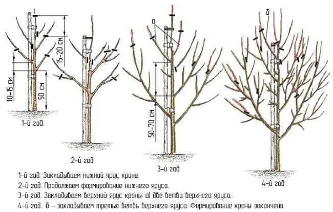 Плодовые и декоративные листопадные деревья и кустарника рода груша (Pyrus) являются представителями семейства розовые Данный род объединяет около 60 видов