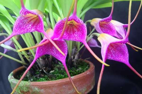 Экзотичная орхидея целогина: описание и уход