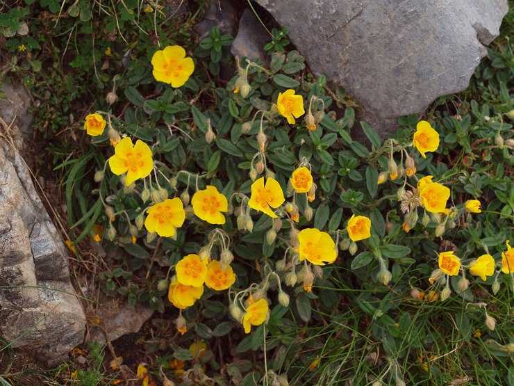 Растение солнцецвет: посадка и уход в открытом грунте, фото, выращивание из семян