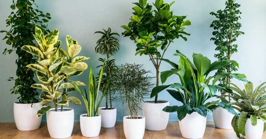 Подкормка комнатных растений в домашних условиях весной и летом