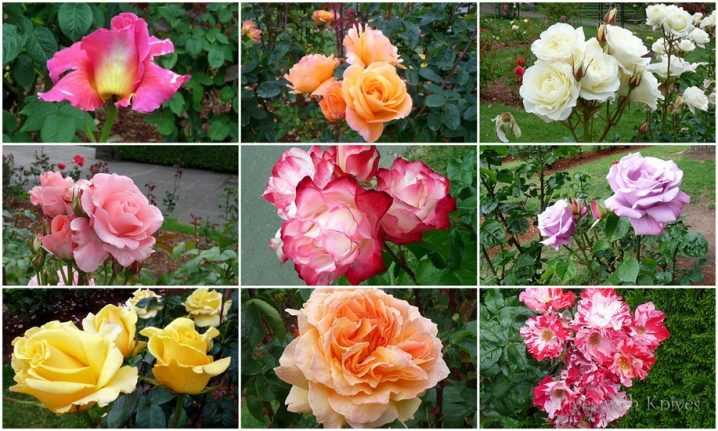 Розы – лучшие сорта, популярные группы роз