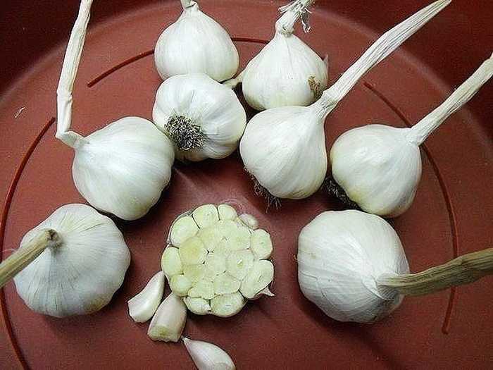 Особенности выращивания чеснока в открытом грунте