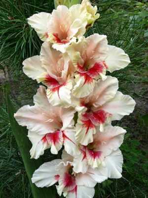 Гладиолусы великолепные цветы — описание, посадка, сорта. фото