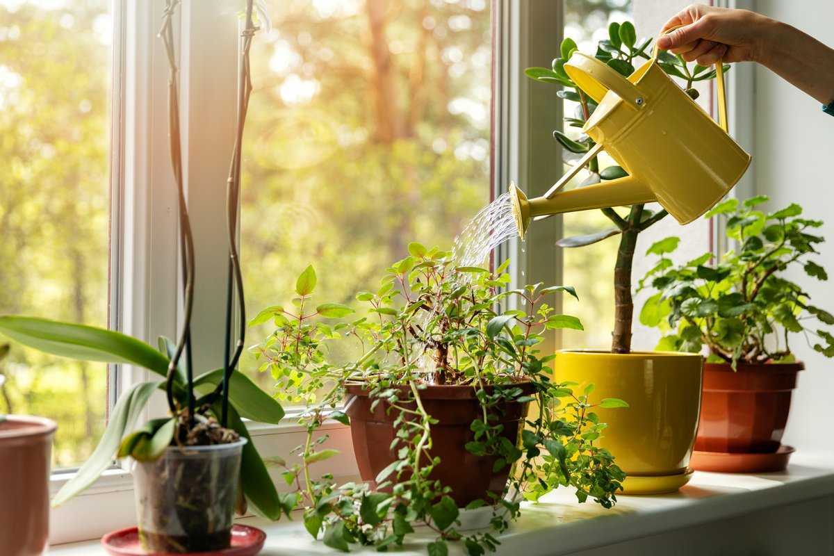 Подкормка комнатных растений: когда и как удобрять