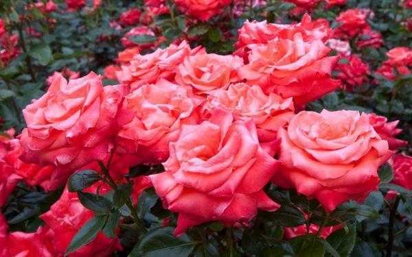 Регулярная обрезка роз – залог их пышного цветения и хорошего роста новых побегов
