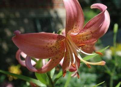 Безупречное цветущее растение — азиатская лилия: фото и уход за цветком