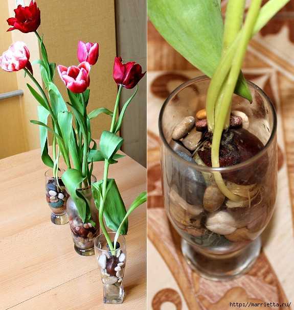 Посадка тюльпанов весной 2020: когда и как правильно посадить