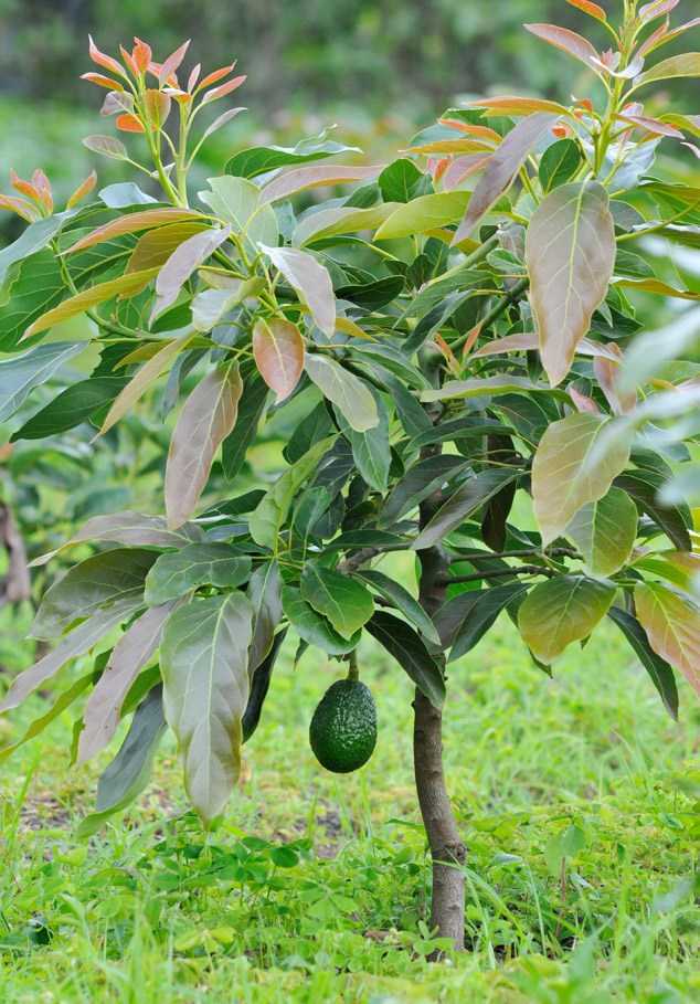 Как вырастить авокадо у себя дома