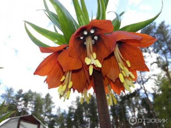 Садовый цветок рябчик: фото и описание видов, уход и выращивание растений в саду