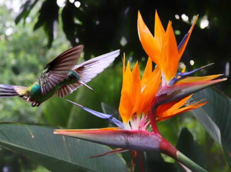 Выращивание стрелиции в саду: секрету полива и удобрения райской птицы, способы размножение