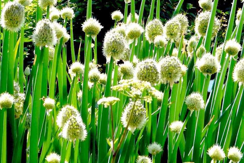 10 съедобных видов лука, которые можно и нужно выращивать у себя на огороде