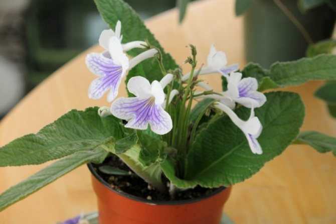Цветок стрептокарпус (streptocarpus): уход и выращивание в домашних условиях