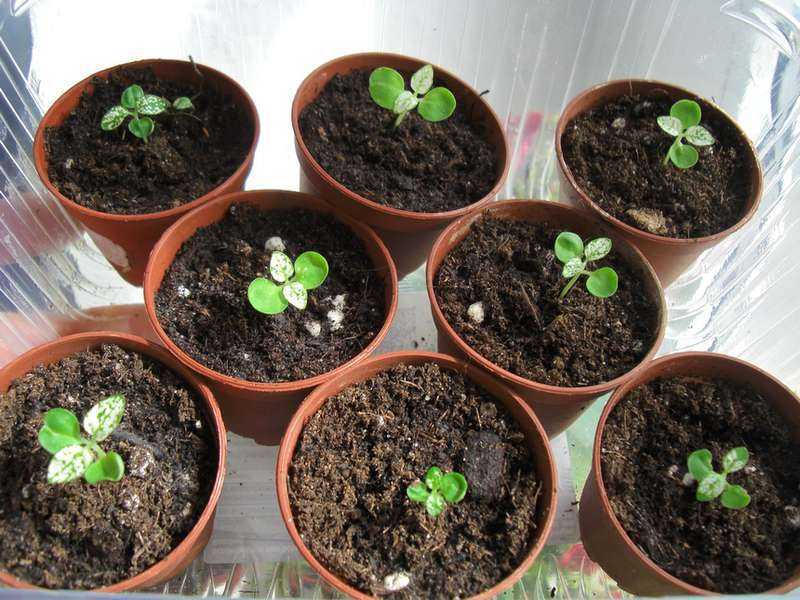 Гипоэстес фото, уход в домашних условиях, выращивание комнатного растения из семян