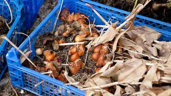 Выкапывание и хранение тюльпанов до посадки осенью, когда лучше сажать