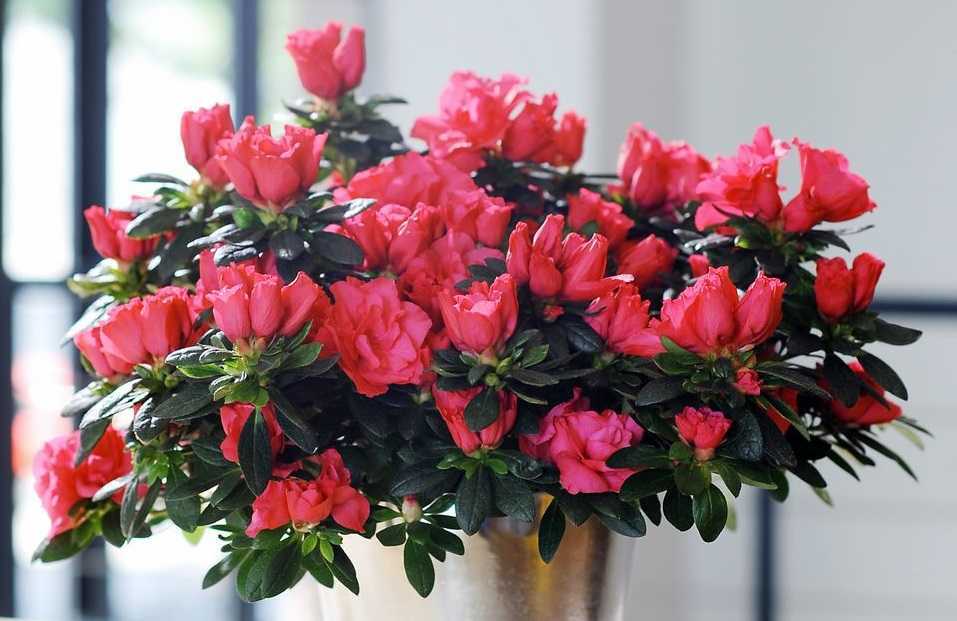 Удивительный цветок — пуансеттия красная: как выглядит и как ухаживать за растением в домашних условиях?