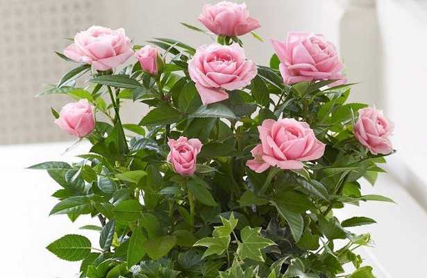 Комнатная роза (56 фото): уход за растением в горшке в домашних условиях, виды и сорта комнатных роз. как обрезать мини-розу?