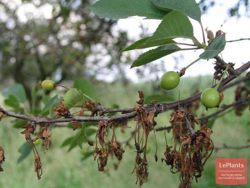 Монилиоз вишни: лечение, препараты для обработки и сорта устойчивые к заболеванию