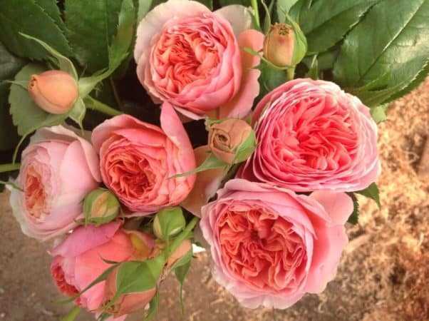 Роза чиппендейл: фото, описание, уход за полуплетистыми сортами