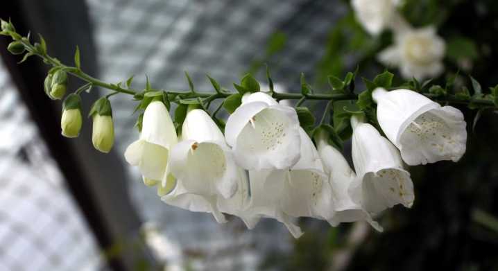 Комнатный цветок белопероне: фото, уход в домашних условиях, видео обрезки и размножение растения