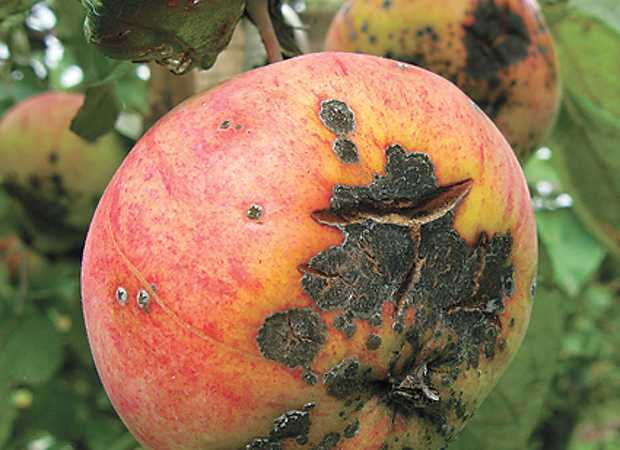 Обработка яблони от парши эффективными и безопасными средствами для спасения урожая