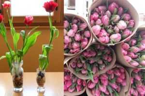 Когда и как правильно сажать тюльпаны?