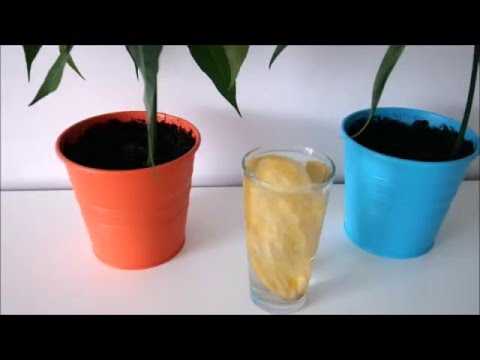 Как вырастить манго из косточки в домашних условиях - pocvetam.ru