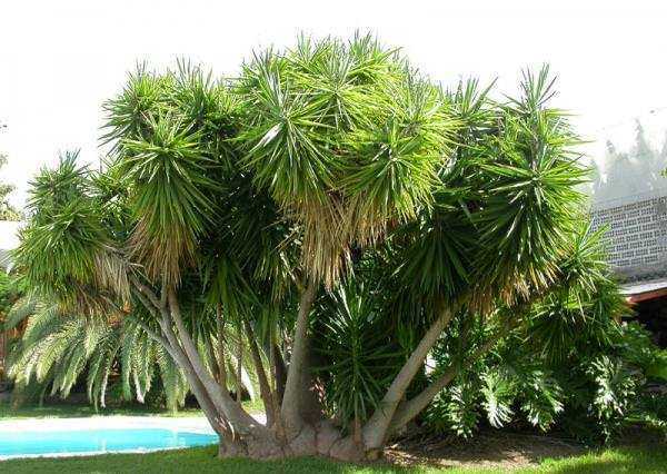 Ложная пальма юкка: способы размножения, правильная посадка