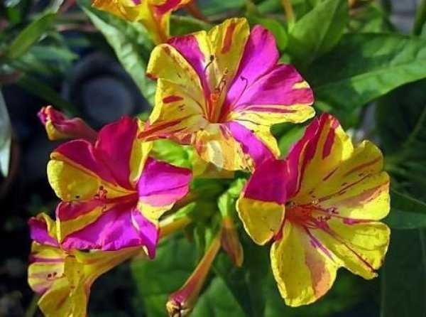 Цветы ночная красавица: описание, особенности выращивания и ухода, фото
