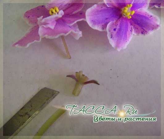 Размножение фиалки листом пошагово с фото и видео