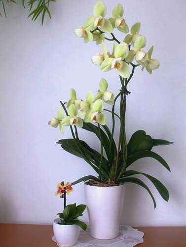 Каких цветов бывают орхидеи? 29 фото описание бордовых и оранжевых, лимонных и других цветов орхидеи. как покрасить орхидею в домашних условиях?