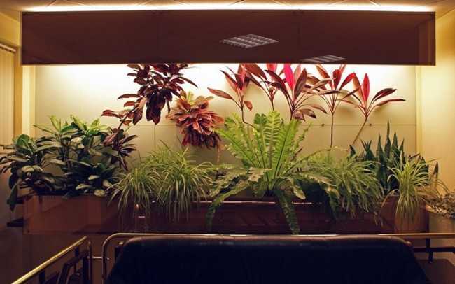 Лампы дневного света для комнатных растений: выбор и расчет нужной мощности искусственного освещения