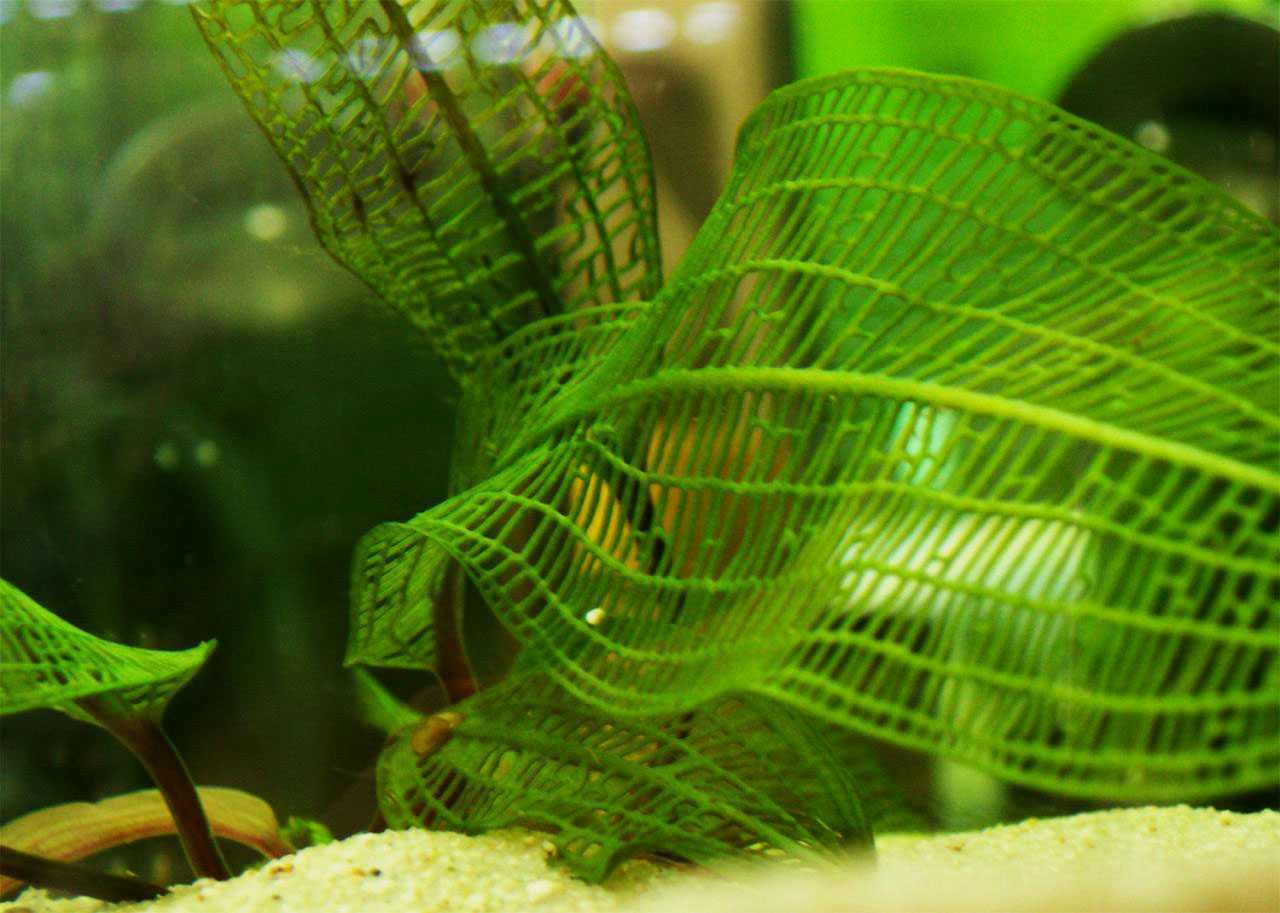 Апоногетон волнистый-аквариумные растения | домашний аквариум
апоногетон волнистый, живородящий – домашний аквариум
