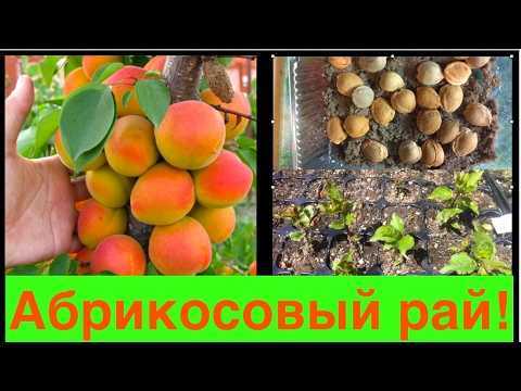 Выращивание абрикоса: посадка, уход, хранение