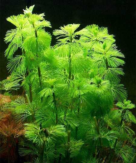Кабомба-аквариумное растение