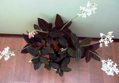 Необычная орхидея с красивыми листьями – лудизия драгоценная. фото, описание, нюансы ухода