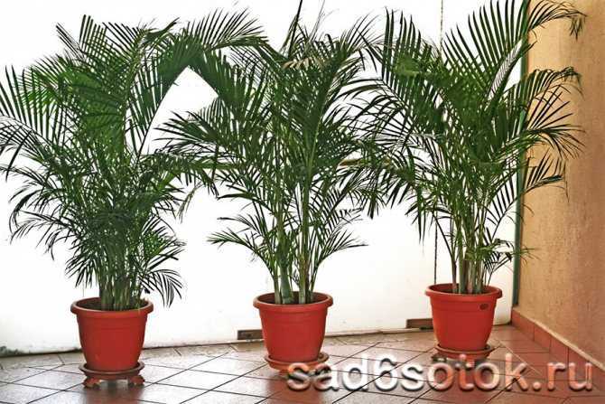 Тростниковая пальма: секреты ухода в домашних условиях
