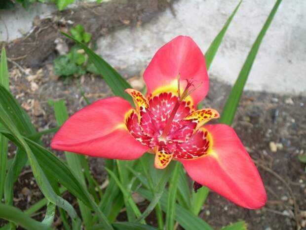 ᐉ цветок тигридия: посадка и уход в открытом грунте, фото, выращивание и зимовка - roza-zanoza.ru