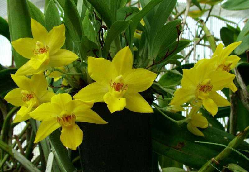 Орхидея зигопеталум: уход в домашних условиях, виды, пересадка, размножение