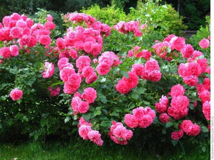 Розы, цветущие все лето: описание лучших сортов - sadovnikam.ru