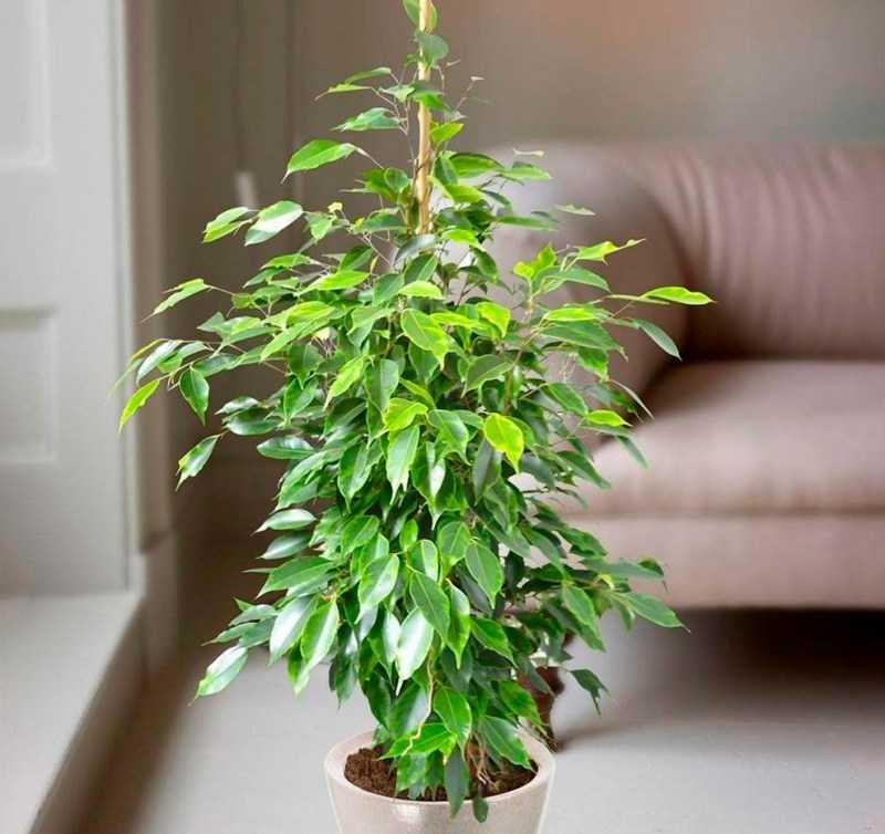 Мелколистный кустарник фикус Бенджамина (Ficus Benjamina) является представителем семейства Тутовые Он пользуется большой популярностью среди цветоводов