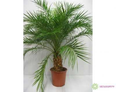 Как вырастить финиковую пальму из косточки в домашних условиях и как ухаживать за красивым вечнозеленым растением