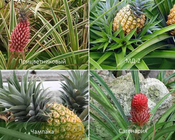 Как вырастить ананас из верхушки – видео, фото, пошагово советы