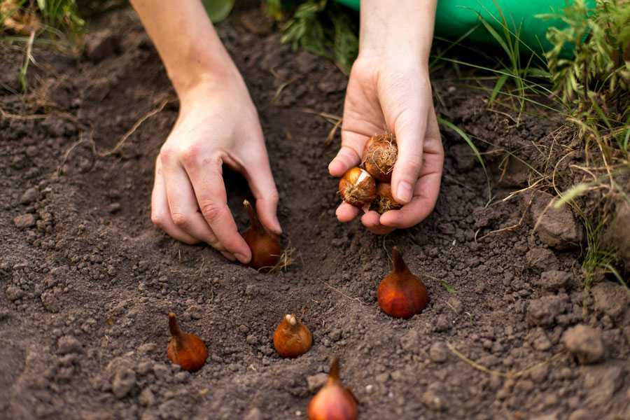 Когда выкапывать тюльпаны и как хранить до посадки осенью: сроки в 2021 году по регионам и советы по хранению