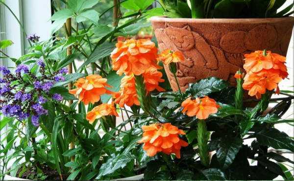 Кроссандра — тропическое растение в домашних условиях