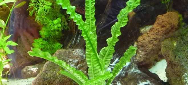 Уход за аквариумными растениями - живой уголок - медиаплатформа миртесен