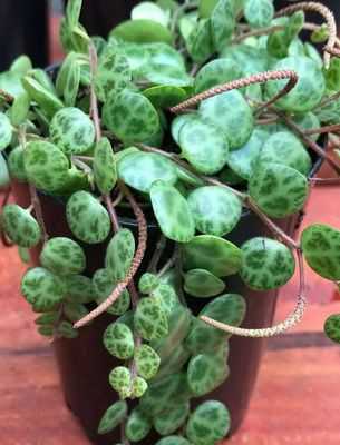 Как провести размножение и прививание кактусов дома