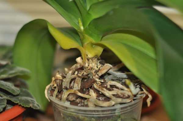 Рекомендации о том, как ухаживать за орхидеей в колбе